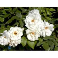 'Schneewittchen'® Rosa X 'Schneewittchen'® (Buketrose) A-Kvalitet,- Barrods Roser Min. 3 Grene -GrønGlæde Salgsbutik fi5066 rosa schneewittchen 78c7
