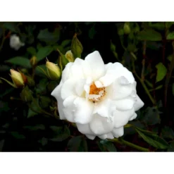 'Schneewittchen'® Rosa X 'Schneewittchen'® (Buketrose) A-Kvalitet,- Barrods Roser Min. 3 Grene -GrønGlæde Salgsbutik fi5066 rosa schneewittchen d84d