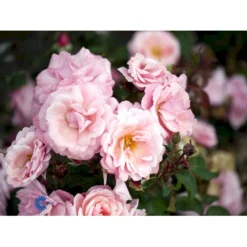 'Sofiero'™ Rosa X 'Sofiero'™ (Slotsrose) A-Kvalitet,- Barrods Roser Min. 3 Grene -GrønGlæde Salgsbutik fi5107 rosa sofiero poulsak n 5900