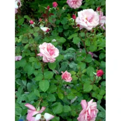 'Sofiero'™ Rosa X 'Sofiero'™ (Slotsrose) A-Kvalitet,- Barrods Roser Min. 3 Grene -GrønGlæde Salgsbutik fi5107 rosa sofiero poulsak n c68d