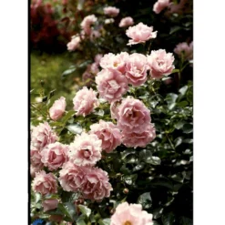 'Sommerwind'® Rosa X 'Sommerwind'® (Buketrose) A-Kvalitet,- Barrods Roser Min. 3 Grene -GrønGlæde Salgsbutik fi5118 rosa sommerwind 4f0a
