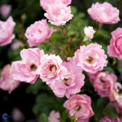 'Sommerwind'® Rosa X 'Sommerwind'® (Buketrose) A-Kvalitet,- Barrods Roser Min. 3 Grene -GrønGlæde Salgsbutik fi5118 rosa sommerwind de35