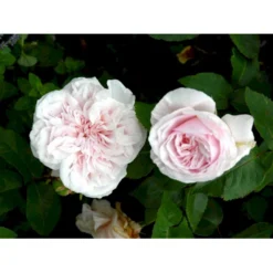 'Souvenier De La Malmaison' Rosa Bourboniana 'Souvenier De La Malmaison' (Bourbonrose) A-Kvalitet,- Barrods Roser Min. 3 Grene 12 'Souvenier De La Malmaison' Rosa Bourboniana 'Souvenier De La Malmaison' (Bourbonrose) A-Kvalitet,- Barrods Roser Min. 3 Grene -GrønGlæde Salgsbutik fi5126 rosa souvenir de la malmaison 9b41