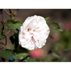 'Souvenier De La Malmaison' Rosa Bourboniana 'Souvenier De La Malmaison' (Bourbonrose) A-Kvalitet,- Barrods Roser Min. 3 Grene 11 'Souvenier De La Malmaison' Rosa Bourboniana 'Souvenier De La Malmaison' (Bourbonrose) A-Kvalitet,- Barrods Roser Min. 3 Grene -GrønGlæde Salgsbutik fi5126 rosa souvenir de la malmaison f191
