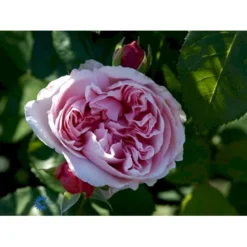 'St. Swithun' Rosa X 'St. Swithun' (Engelsk Rose) A-Kvalitet,- Barrods Roser Min. 3 Grene -GrønGlæde Salgsbutik fi5137 rosa st swithun auswith 2a0e