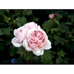'St. Swithun' Rosa X 'St. Swithun' (Engelsk Rose) A-Kvalitet,- Barrods Roser Min. 3 Grene -GrønGlæde Salgsbutik fi5137 rosa st swithun auswith d3e9