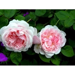 'St. Swithun' Rosa X 'St. Swithun' (Engelsk Rose) A-Kvalitet,- Barrods Roser Min. 3 Grene -GrønGlæde Salgsbutik fi5137 rosa st swithun auswith e3b8