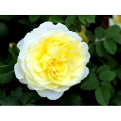 'Stockholm'™ Rosa X 'Stockholm'™ (Slotsrose) A-Kvalitet,- Barrods Roser Min. 3 Grene 21 'Stockholm'™ Rosa X 'Stockholm'™ (Slotsrose) A-Kvalitet,- Barrods Roser Min. 3 Grene -GrønGlæde Salgsbutik fi5142 rosa stockholm tm poulcas033 n 48a2