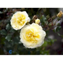 'Stockholm'™ Rosa X 'Stockholm'™ (Slotsrose) A-Kvalitet,- Barrods Roser Min. 3 Grene 20 'Stockholm'™ Rosa X 'Stockholm'™ (Slotsrose) A-Kvalitet,- Barrods Roser Min. 3 Grene -GrønGlæde Salgsbutik fi5142 rosa stockholm tm poulcas033 n a07e