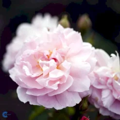 'Strawberry Hill' Rosa X 'Strawberry Hill' (Engelsk Rose) A-Kvalitet,- Barrods Roser Min. 3 Grene -GrønGlæde Salgsbutik fi5143 rosa strawberry hill ausrimini 74f2