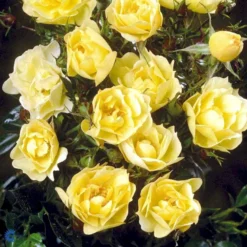 'Sun Cover'® Rosa X 'Sun Cover'® (Bunddækkerose) A-Kvalitet,- Barrods Roser Min. 3 Grene -GrønGlæde Salgsbutik fi5154 rosa sun cover poulurt n e4ae