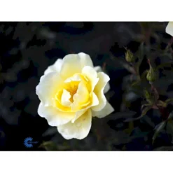 'Sunburst Border'® Rosa X 'Sunburst Border'® (Bunddækkerose) A-Kvalitet,- Barrods Roser Min. 3 Grene -GrønGlæde Salgsbutik fi5157 rosa sunburst border poulaksel n 1d62