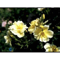 'Sunburst Border'® Rosa X 'Sunburst Border'® (Bunddækkerose) A-Kvalitet,- Barrods Roser Min. 3 Grene -GrønGlæde Salgsbutik fi5157 rosa sunburst border poulaksel n c7a7