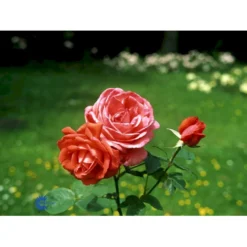 'Super Star'® Rosa X 'Super Star'® (Storblomstrende) A-Kvalitet,- Barrods Roser Min. 3 Grene -GrønGlæde Salgsbutik fi5165 rosa super star 2f00