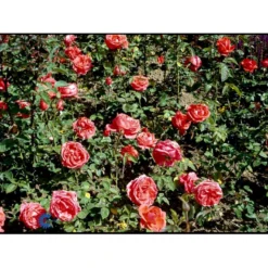 'Super Star'® Rosa X 'Super Star'® (Storblomstrende) A-Kvalitet,- Barrods Roser Min. 3 Grene -GrønGlæde Salgsbutik fi5165 rosa super star 4e46