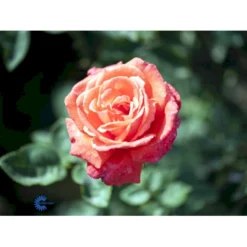 'Super Star'® Rosa X 'Super Star'® (Storblomstrende) A-Kvalitet,- Barrods Roser Min. 3 Grene -GrønGlæde Salgsbutik fi5165 rosa super star ae91