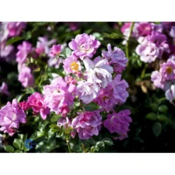 'Supreme Cover'® Rosa X 'Supreme Cover'® (Bunddækkerose) A-Kvalitet,- Barrods Roser Min. 3 Grene -GrønGlæde Salgsbutik fi5166 rosa supreme cover poulor n 311a