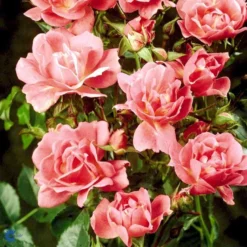 'Supreme Cover'® Rosa X 'Supreme Cover'® (Bunddækkerose) A-Kvalitet,- Barrods Roser Min. 3 Grene -GrønGlæde Salgsbutik fi5166 rosa supreme cover poulor n 74dd