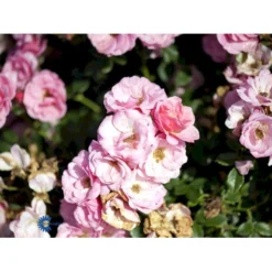 'Sweet Cover'® Rosa X 'Sweet Cover'® (Bunddækkerose) A-Kvalitet,- Barrods Roser Min. 3 Grene -GrønGlæde Salgsbutik fi5174 rosa sweet cover poulweeto n 7f03