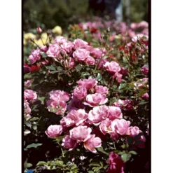 'Sweet Cover'® Rosa X 'Sweet Cover'® (Bunddækkerose) A-Kvalitet,- Barrods Roser Min. 3 Grene -GrønGlæde Salgsbutik fi5174 rosa sweet cover poulweeto n e2dc