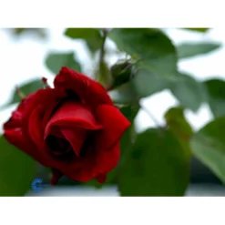 'Sympathie'® Rosa X 'Sympathie'® (Slyngrose) A-Kvalitet,- Barrods Roser Min. 3 Grene -GrønGlæde Salgsbutik fi5181 rosa sympathie 0c71