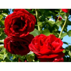 'Sympathie'® Rosa X 'Sympathie'® (Slyngrose) A-Kvalitet,- Barrods Roser Min. 3 Grene -GrønGlæde Salgsbutik fi5181 rosa sympathie 2331