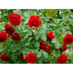 'Sympathie'® Rosa X 'Sympathie'® (Slyngrose) A-Kvalitet,- Barrods Roser Min. 3 Grene -GrønGlæde Salgsbutik fi5181 rosa sympathie 548e