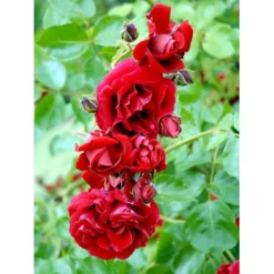 'Sympathie'® Rosa X 'Sympathie'® (Slyngrose) A-Kvalitet,- Barrods Roser Min. 3 Grene -GrønGlæde Salgsbutik fi5181 rosa sympathie 79a4