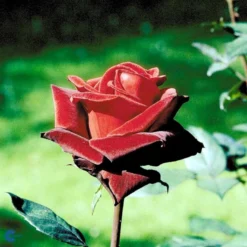 'Barkarole'® Rosa X 'Barkarole'® (Storblomstrende) A-Kvalitet,- Barrods Roser Min. 3 Grene -GrønGlæde Salgsbutik fi5189 rosa tanelorak aaff