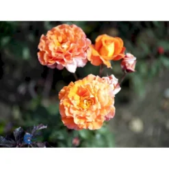 'Tea Time'® Rosa X 'Tea Time'® (Storblomstrende) A-Kvalitet,- Barrods Roser Min. 3 Grene -GrønGlæde Salgsbutik fi5202 rosa tea time 693f