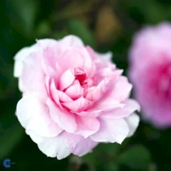 'The Mayflower' Rosa X 'The Mayflower' (Engelsk Rose) A-Kvalitet,- Barrods Roser Min. 3 Grene -GrønGlæde Salgsbutik fi5217 rosa the mayflower austilly e64d