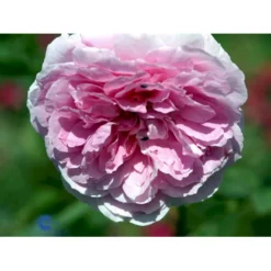 'The Mayflower' Rosa X 'The Mayflower' (Engelsk Rose) A-Kvalitet,- Barrods Roser Min. 3 Grene -GrønGlæde Salgsbutik fi5217 rosa the mayflower austilly eeb8