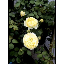 'The Pilgrim' Rosa X 'The Pilgrim' (Engelsk Rose) A-Kvalitet,- Barrods Roser Min. 3 Grene -GrønGlæde Salgsbutik fi5220 rosa the pilgrim auswalker 0f4f