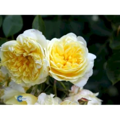 'The Pilgrim' Rosa X 'The Pilgrim' (Engelsk Rose) A-Kvalitet,- Barrods Roser Min. 3 Grene -GrønGlæde Salgsbutik fi5220 rosa the pilgrim auswalker 1a40