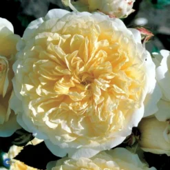 'The Pilgrim' Rosa X 'The Pilgrim' (Engelsk Rose) A-Kvalitet,- Barrods Roser Min. 3 Grene -GrønGlæde Salgsbutik fi5220 rosa the pilgrim auswalker 26b4