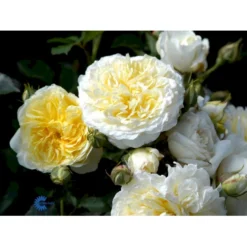 'The Pilgrim' Rosa X 'The Pilgrim' (Engelsk Rose) A-Kvalitet,- Barrods Roser Min. 3 Grene -GrønGlæde Salgsbutik fi5220 rosa the pilgrim auswalker bc05