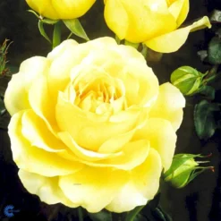 'Tivoli 150'™ Rosa X 'Tivoli 150'™ A-Kvalitet,- Barrods Roser Min. 3 Grene -GrønGlæde Salgsbutik fi5236 rosa tivoli 150 poulduce n cb39