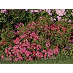 'Tommelise'® Rosa X 'Tommelise'® A-Kvalitet,- Barrods Roser Min. 3 Grene -GrønGlæde Salgsbutik fi5239 rosa tommelise 52db