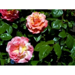 'Troika' Rosa X 'Troika' (Storblomstrende) A-Kvalitet,- Barrods Roser Min. 3 Grene -GrønGlæde Salgsbutik fi5260 rosa troika n 4988