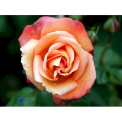 'Troika' Rosa X 'Troika' (Storblomstrende) A-Kvalitet,- Barrods Roser Min. 3 Grene -GrønGlæde Salgsbutik fi5260 rosa troika n c055