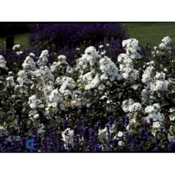 'Tumbling Waters'™ Rosa X 'Tumbling Waters'™ (Bunddækkerose) A-Kvalitet,- Barrods Roser Min. 3 Grene 23 'Tumbling Waters'™ Rosa X 'Tumbling Waters'™ (Bunddækkerose) A-Kvalitet,- Barrods Roser Min. 3 Grene -GrønGlæde Salgsbutik fi5263 rosa tumbling waters poultumb n 25a4