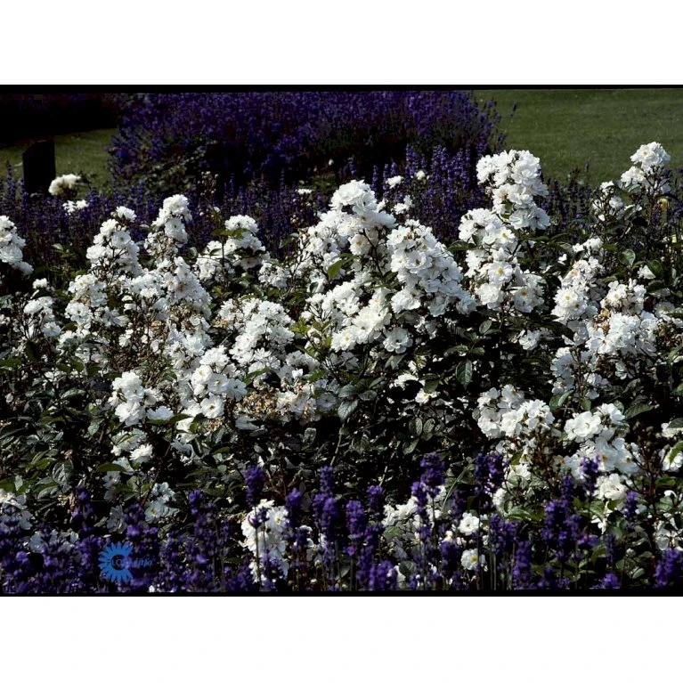 'Tumbling Waters'™ Rosa X 'Tumbling Waters'™ (Bunddækkerose) A-Kvalitet,- Barrods Roser Min. 3 Grene 12 'Tumbling Waters'™ Rosa X 'Tumbling Waters'™ (Bunddækkerose) A-Kvalitet,- Barrods Roser Min. 3 Grene - Billede 12