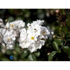 'Tumbling Waters'™ Rosa X 'Tumbling Waters'™ (Bunddækkerose) A-Kvalitet,- Barrods Roser Min. 3 Grene 20 'Tumbling Waters'™ Rosa X 'Tumbling Waters'™ (Bunddækkerose) A-Kvalitet,- Barrods Roser Min. 3 Grene -GrønGlæde Salgsbutik fi5263 rosa tumbling waters poultumb n f57e