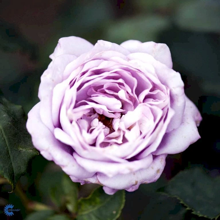 'Twice In A Blue Moon'® Rosa X 'Twice In A Blue Moon'® (Storblomstrende) A-Kvalitet,- Barrods Roser Min. 3 Grene 4 'Twice In A Blue Moon'® Rosa X 'Twice In A Blue Moon'® (Storblomstrende) A-Kvalitet,- Barrods Roser Min. 3 Grene - Billede 4