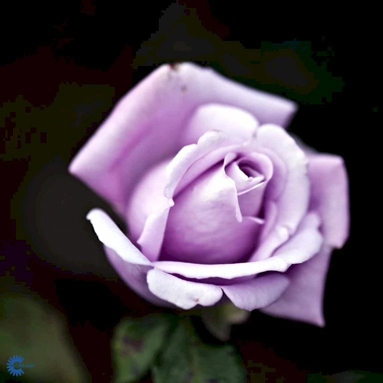 'Twice In A Blue Moon'® Rosa X 'Twice In A Blue Moon'® (Storblomstrende) A-Kvalitet,- Barrods Roser Min. 3 Grene 5 'Twice In A Blue Moon'® Rosa X 'Twice In A Blue Moon'® (Storblomstrende) A-Kvalitet,- Barrods Roser Min. 3 Grene - Billede 5