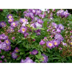 'Veilchenblau' Rosa Multiflora 'Veilchenblau' (Slyngrose) A-Kvalitet,- Barrods Roser Min. 3 Grene -GrønGlæde Salgsbutik fi5276 rosa veilchenblau cfcc