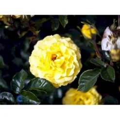 'Viborg'™ Rosa X 'Viborg'™ (Slotsrose) A-Kvalitet,- Barrods Roser Min. 3 Grene -GrønGlæde Salgsbutik fi5281 rosa viborg poullug n 8b04