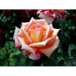 'Victor Borge'™ Rosa X 'Victor Borge'™ (Storblomstrende) A-Kvalitet,- Barrods Roser Min. 3 Grene -GrønGlæde Salgsbutik fi5283 rosa victor borge poulvue n 221f