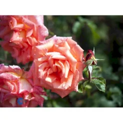'Victor Borge'™ Rosa X 'Victor Borge'™ (Storblomstrende) A-Kvalitet,- Barrods Roser Min. 3 Grene -GrønGlæde Salgsbutik fi5283 rosa victor borge poulvue n 7414