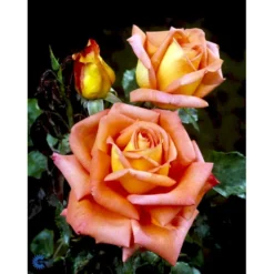 'Victor Borge'™ Rosa X 'Victor Borge'™ (Storblomstrende) A-Kvalitet,- Barrods Roser Min. 3 Grene -GrønGlæde Salgsbutik fi5283 rosa victor borge poulvue n e072